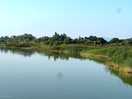 Lago con fenicottero
