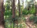 Walking through the woods