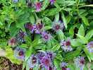 Flowers behind