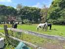 Horses welcome