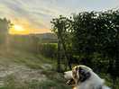 Zonsopgang