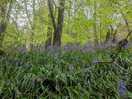 Bluebells in the woods nearby