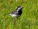 Early morning visitor