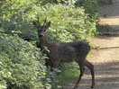 Lots of deer to be seen.
