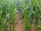 Cornfields