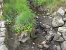 Nice brook that runs through the site