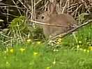 Wild rabbits