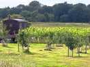 Vineyard hut