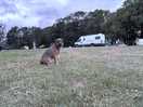 Expect your dog to make new friends