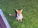 Brendan forster alias foxy