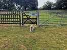 Dog friendly
