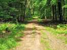 Forest walk to staunton