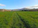 Dog walk