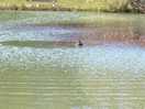 A beautiful lake on site