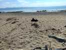 Great beach for the dog.