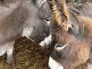Animals at the farm
