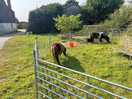 Ponies on site