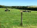 At the top of the hill near the swing are some cows