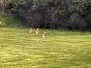 Rabbits came to play