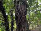 Old tree
