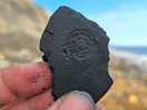 Found a fossil imprint!