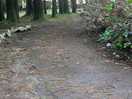 Overgrown access road and potholes