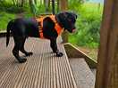 Dog friendly place