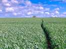 Walk back from the canal to west felton.