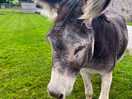 Mr donkey who supposed to be a horse.