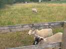 Sheep on site