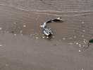 Local wildlife