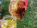 The hen we named frances