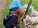 Animals on site the children loved it and fed them daily