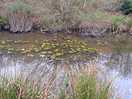 Pond