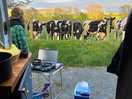 Friendly cows cooking our vegan bbq