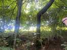 Woodland walk