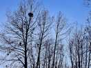 Poplar trees