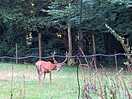 Wildlife