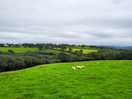 Sheep everywhere so nice
