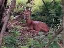 Local wildlife