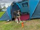 Dog friendly