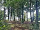 Wooded walk between fields and toilets