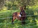 Resident donkey