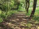 Dog walk.