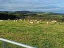 Sheep, not really keen to being fed, but goats and alpacas are different kind of story