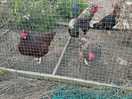 Resident chickens!