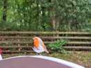 Breakfast friend "cwytchy" the robin