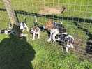 Puppies!