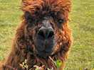 Alpaca