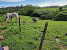 Our farm friends.